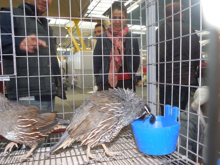 prepelite ornamentale prepelita californiana cu mot 005