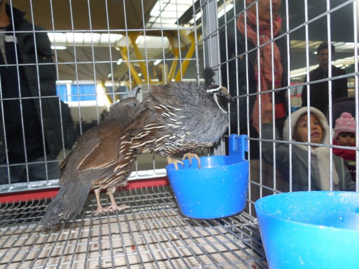 prepelite ornamentale prepelita californiana cu mot 006