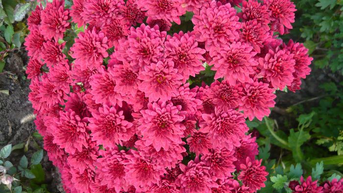 Picture 3109 - culori de toamna