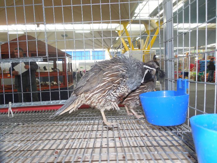 prepelite ornamentale prepelita californiana cu mot 007