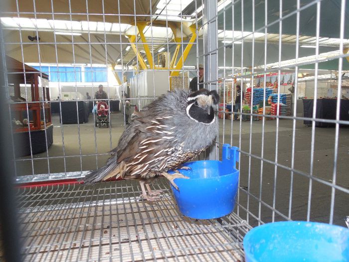 prepelite ornamentale prepelita californiana cu mot 008