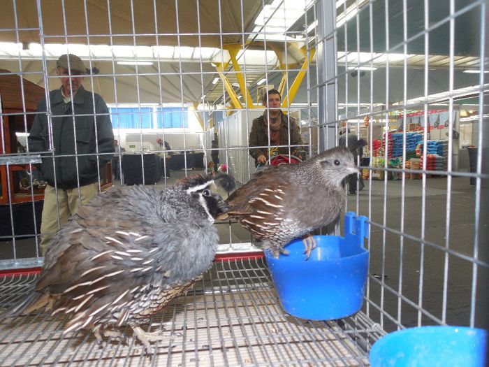 prepelite ornamentale prepelita californiana cu mot 009; prepelita japoneza prepelita bobwhite prepelita californiana cu mot prepelita mexicana sau scaled quail prepelita chinezeasca pitica

