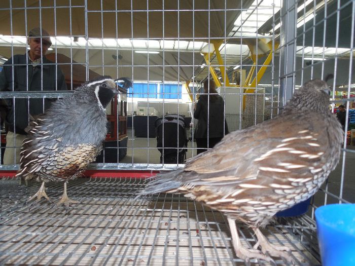 prepelite ornamentale prepelita californiana cu mot 011; prepelita japoneza prepelita bobwhite prepelita californiana cu mot prepelita mexicana sau scaled quail prepelita chinezeasca pitica
