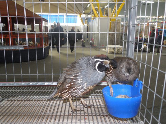 prepelite ornamentale prepelita californiana cu mot 015