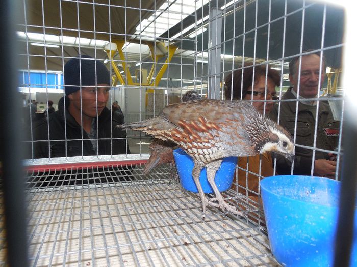 prepelite ornamentale prepelita mexicana sau scaled quail 004 - PREPELITE ORNAMENTALE PREPELITE MEXICANE SAU QUAIL SCALED