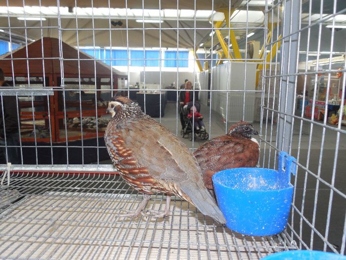 prepelite ornamentale prepelita mexicana sau scaled quail 008