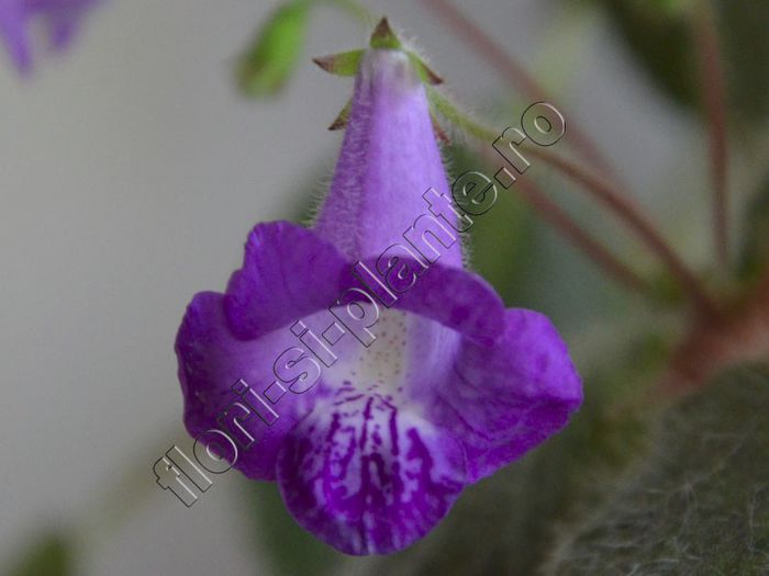 Eucodonia hibrid; http://flori-si-plante.ro/forum/viewtopic.php?f=40&amp;t=1269
