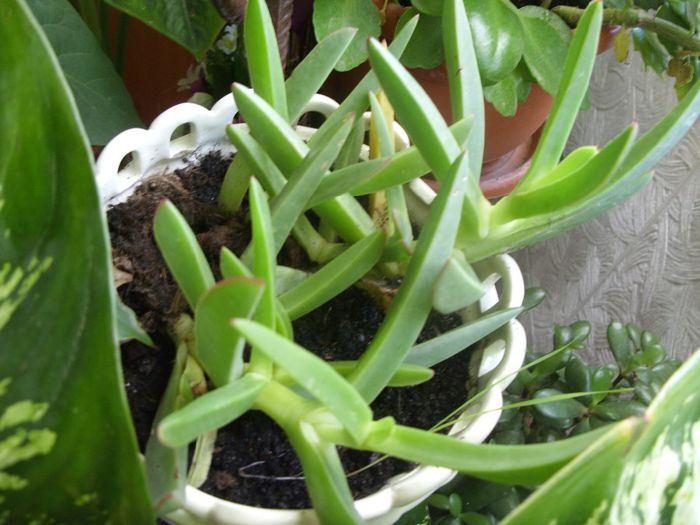 ?; planta am gasit-o undeva pe o insula indepartata din Turcia , a supravietuit drumului si a facut intr-un final si radacini
