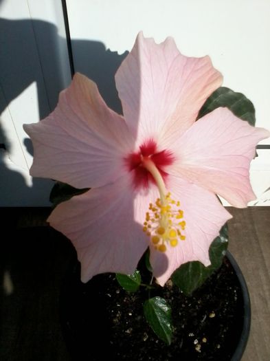 20131023_124148 - Hibiscus