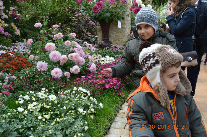 DSC_0109 - 2013-Expozitia de flori de toamna