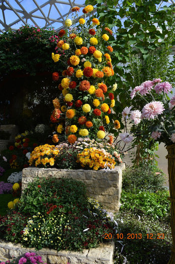 DSC_0122 - 2013-Expozitia de flori de toamna