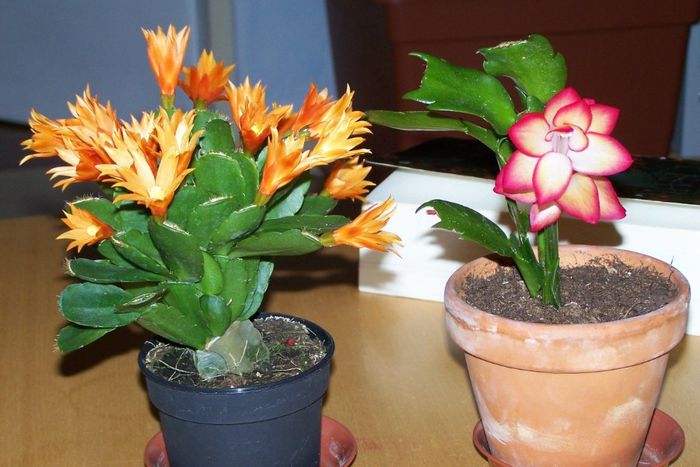 rhipsalidopsis-schlumbergera