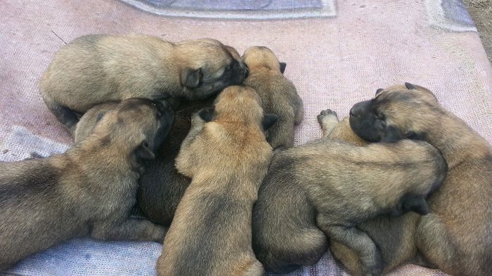 20131018_112348 - De vanzare catei Ciobanesc Belgian Malinois