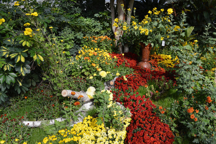 DSC_0143 - 2013-Expozitia de flori de toamna