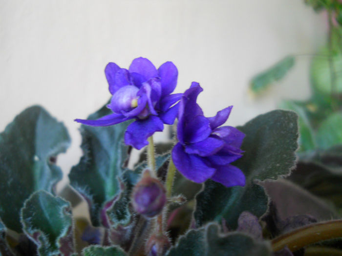 DSCN5221