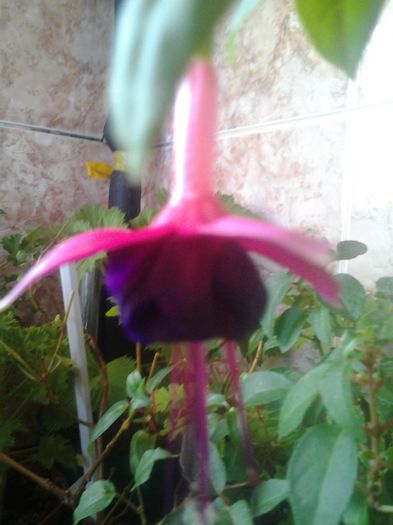 Fotografie0217 - Fuchsia