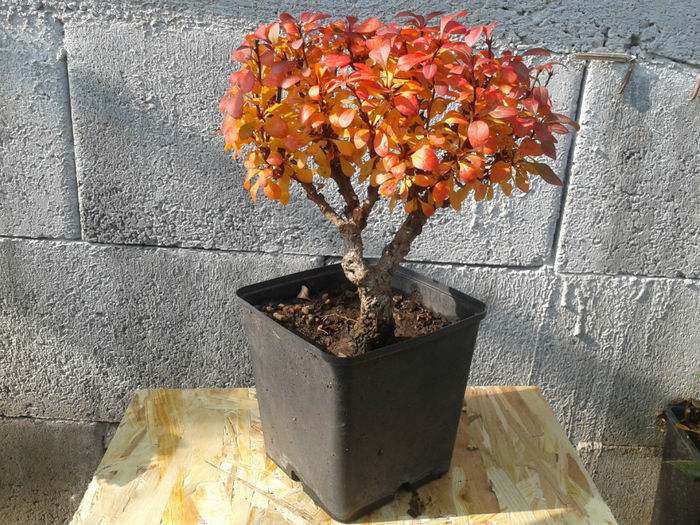 berberis 2013