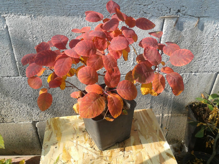 cotinus 2013