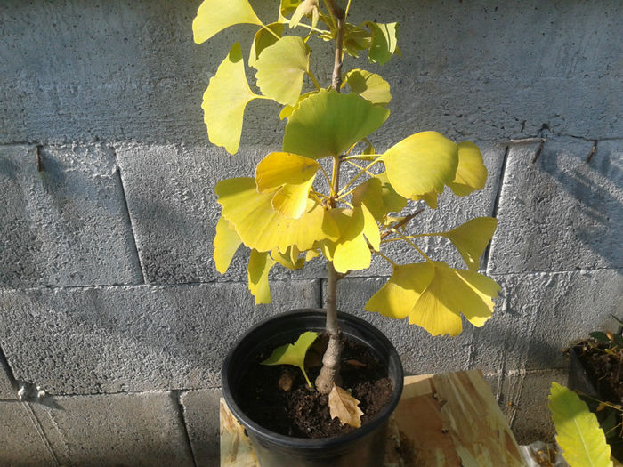 ginkgo 2013