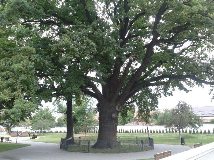 stejarul lui Av.Iancu-blaj-alba 600 de ani