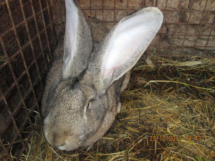 IMG_2193 - Iepuri mei