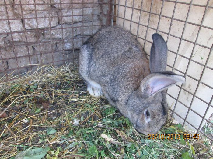 IMG_2194 - Iepuri mei