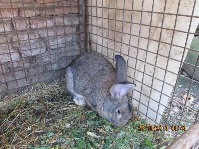 IMG_2196 - Iepuri mei