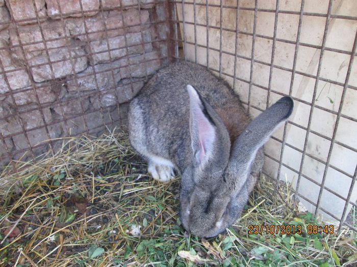 IMG_2198 - Iepuri mei