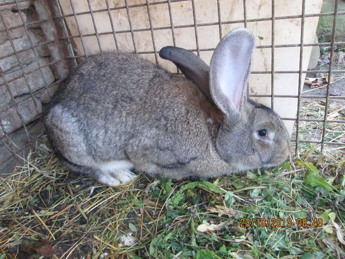 IMG_2199 - Iepuri mei