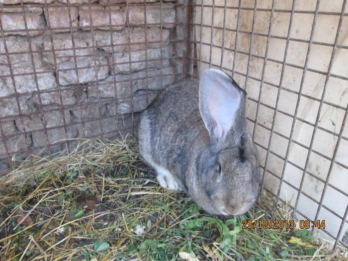 IMG_2200 - Iepuri mei