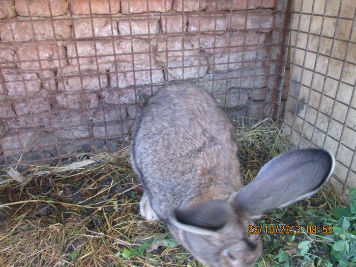 IMG_2241 - Iepuri mei