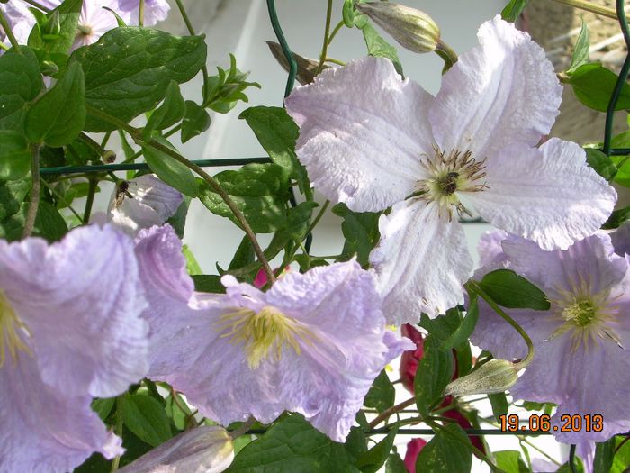 vara 2013 085 - CLEMATITELE MELE