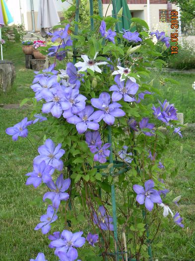 DSCN3521 - CLEMATITELE MELE