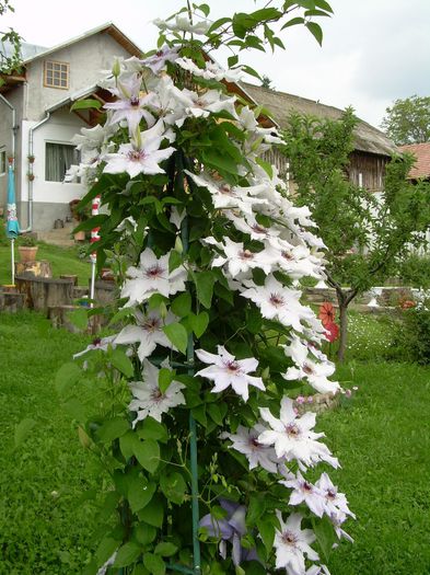 DSCN2439 - CLEMATITELE MELE