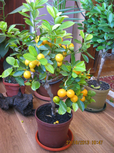 In trei saptamini..... - Citrus mitis pitic Calamondin