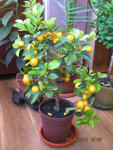 ne-am copt aproape toate...... - Citrus mitis pitic Calamondin