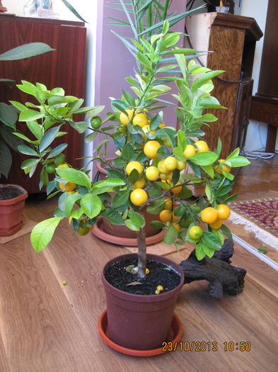 putin,  deoarece au fost ...... - Citrus mitis pitic Calamondin