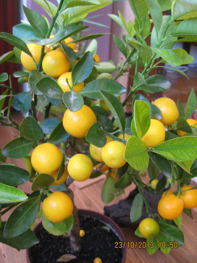 nevoite sa supote...... - Citrus mitis pitic Calamondin
