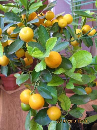 toata greutatea noastra....... - Citrus mitis pitic Calamondin