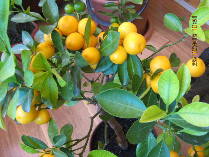 desi erau cam firave....... - Citrus mitis pitic Calamondin