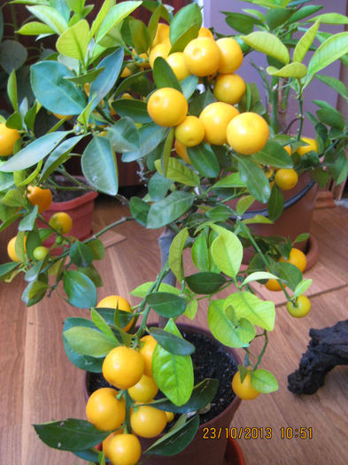 si ne-a suportat cam greu. - Citrus mitis pitic Calamondin