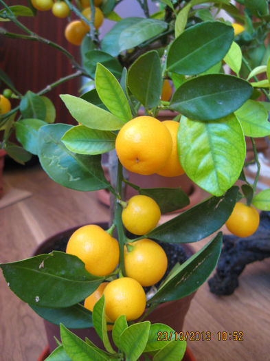 .Acum asteptam..... - Citrus mitis pitic Calamondin