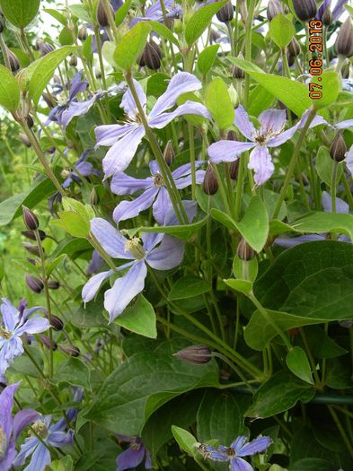 DSCN3721 - CLEMATITELE MELE