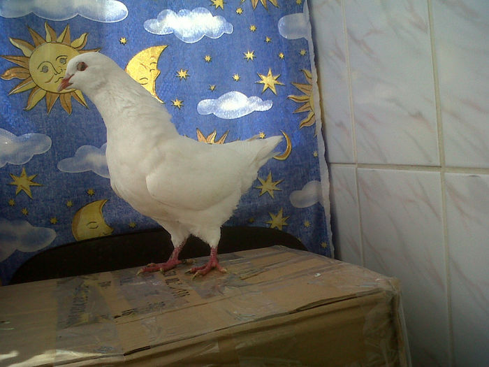 M 2012 DAT LA machescristi