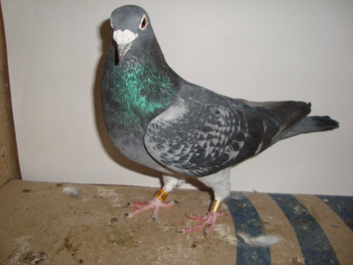 oferta super natural 031 VANDUT