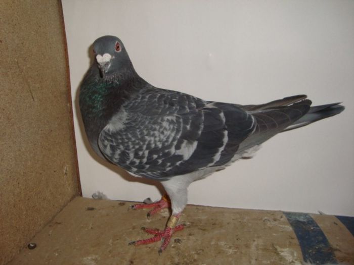 oferta super natural 036VANDUT