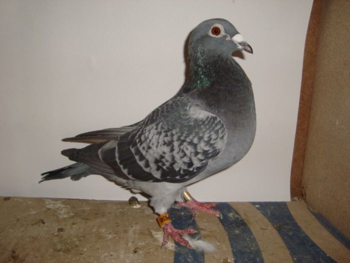 oferta super natural 038VANDUT