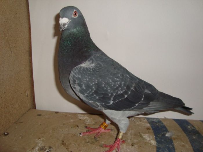 oferta super natural 047 VANDUT