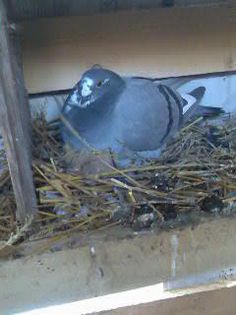 BALTATA arden linie pura 416 079-2005 izdrea petre femela mea de baza