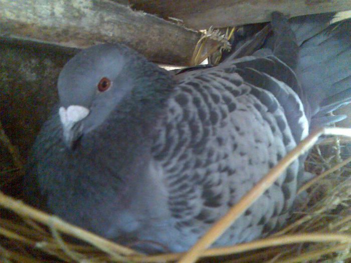 416 043-2005 de la izdrea petre fica din campioni; 50%aarden 50%stichelbout tata campion pe 7 judete de la varsovia 995 km.
